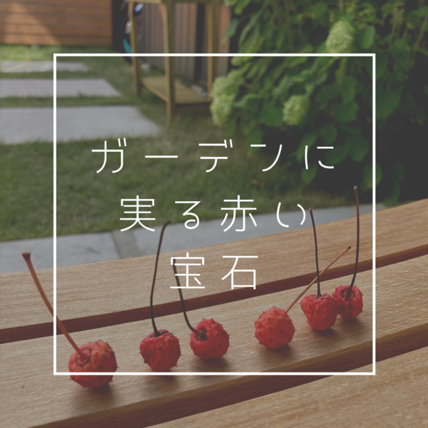 【ブログ】ガーデンに実る赤い宝石