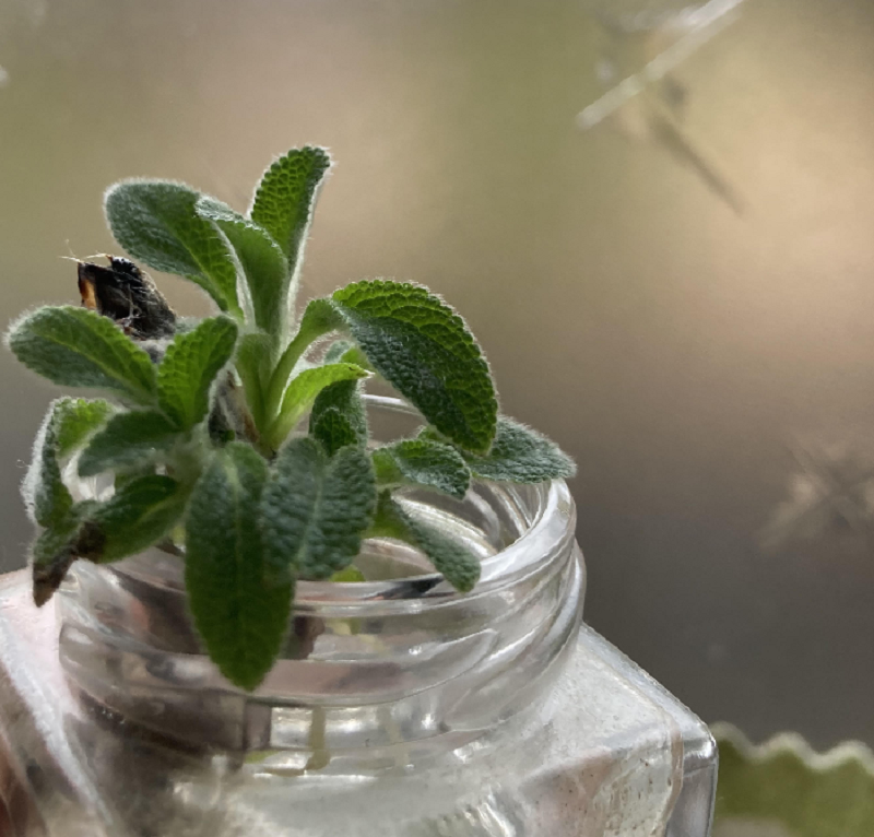 育てて、感じる。植物の生命力