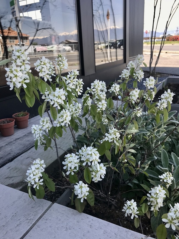 【ブログ】春です。ジューンベリーの白い花