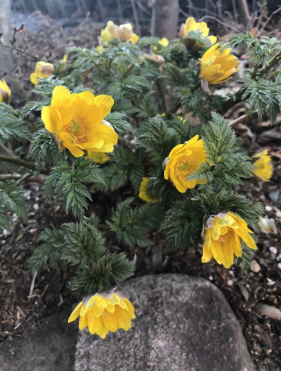 春の大事な土づくり＆寄せ植え