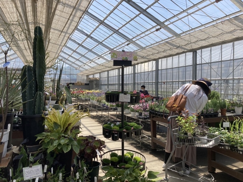 【ブログ】上田市お花屋さんの旅　宿根草のパイオニア「おぎはら植物園」編