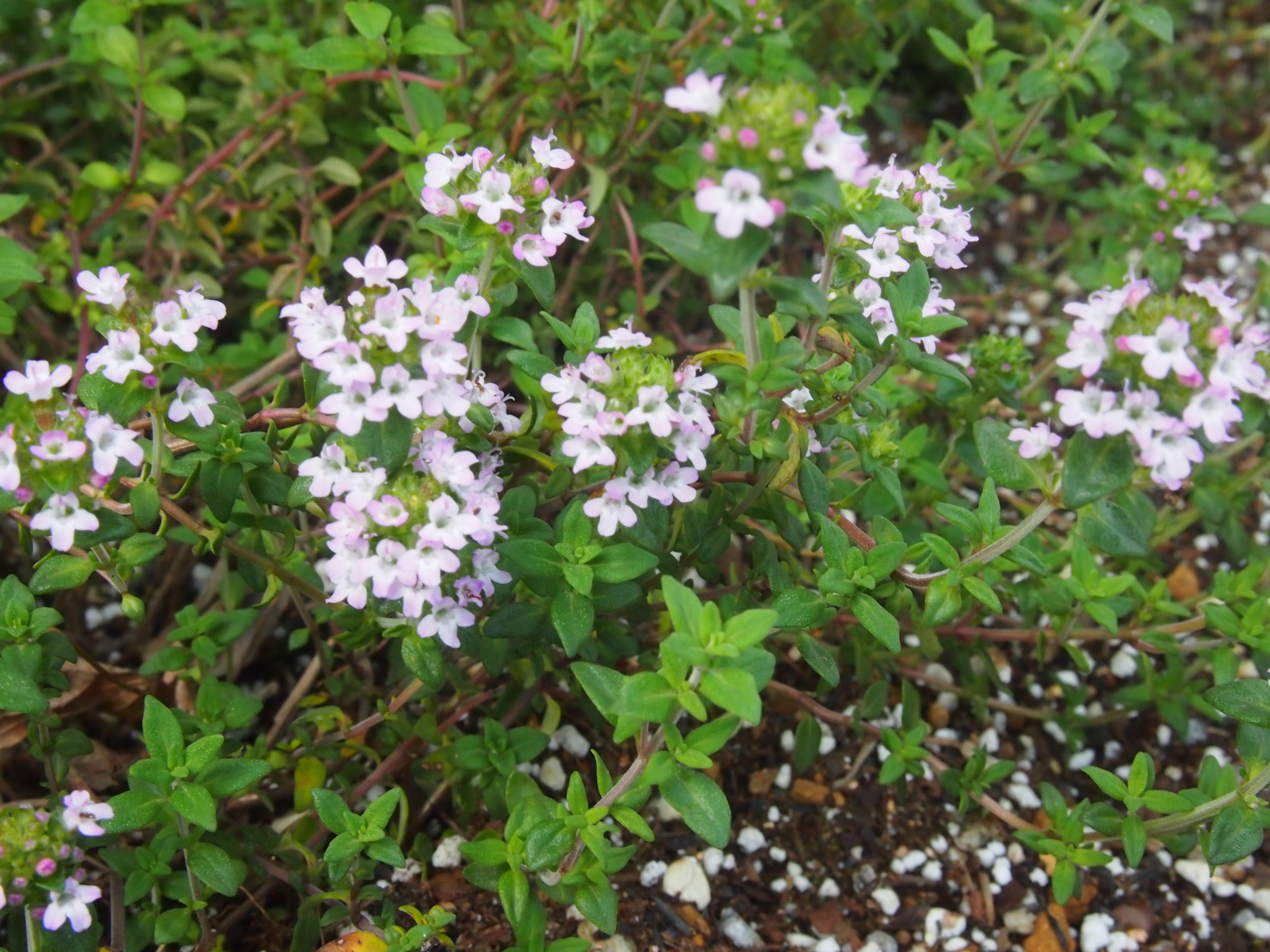 謎の花が咲きました　　正体は？？