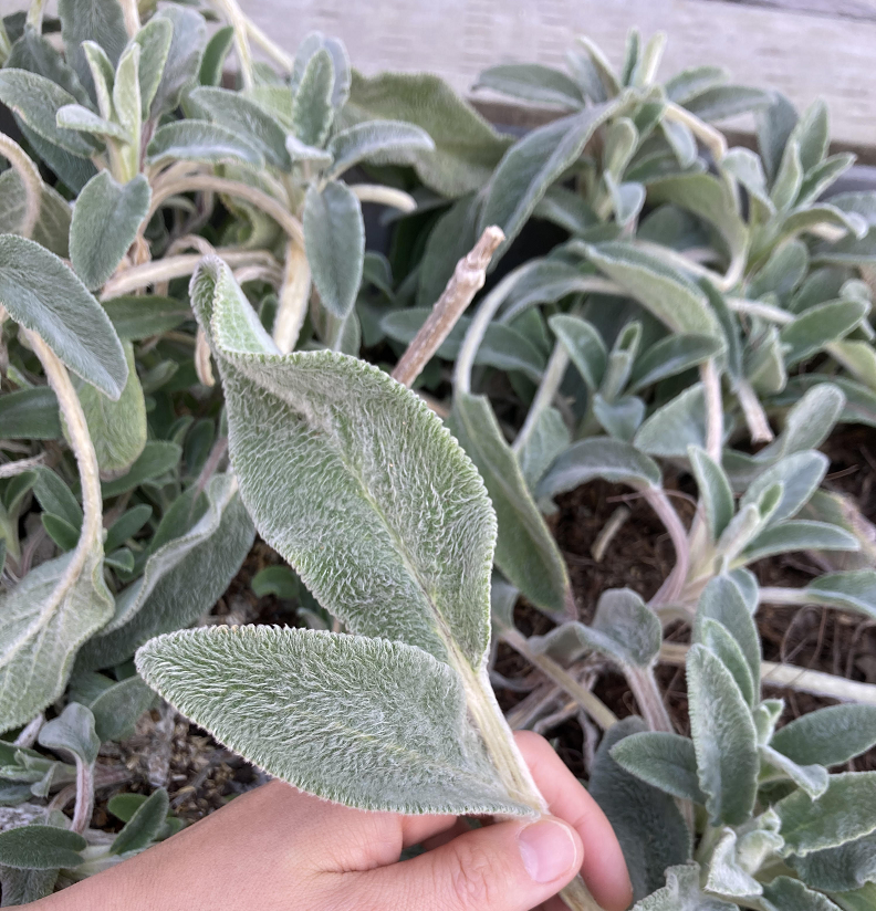 育てて、感じる。植物の生命力